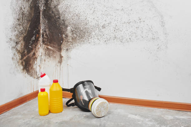 Best Mold Damage Repair  in Hacienda Heights, CA