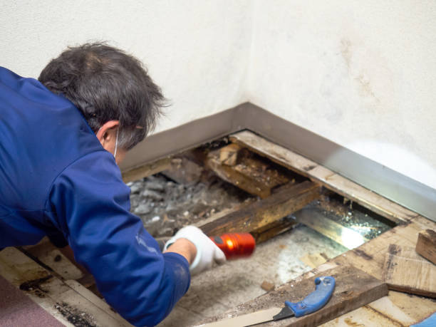 Best Residential Mold Removal  in Hacienda Heights, CA