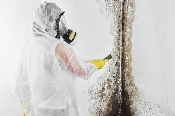Trusted Hacienda Heights, CA Mold Removal Experts