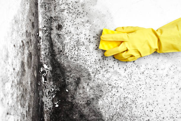 Best Fast Mold Removal  in Hacienda Heights, CA
