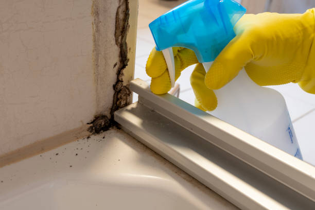 Best Home Mold Removal  in Hacienda Heights, CA