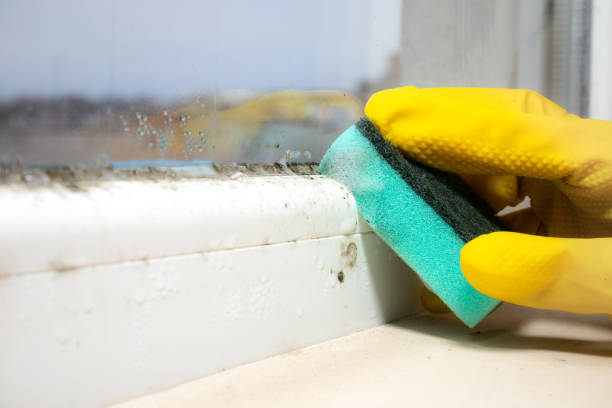 Best Best Mold Removal Companies  in Hacienda Heights, CA