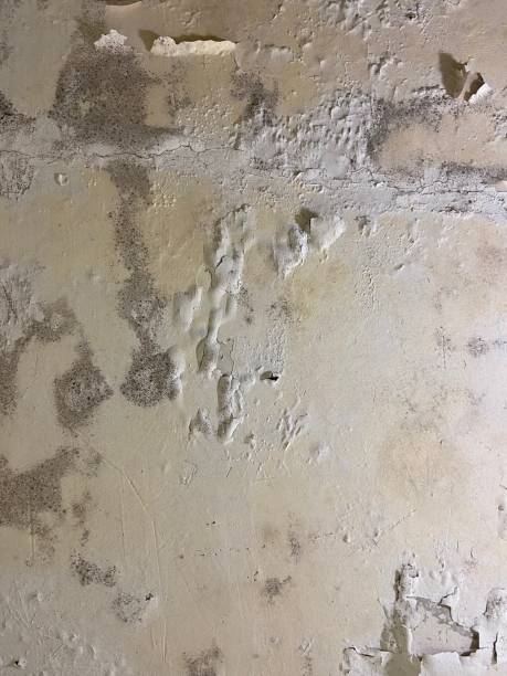 Best Emergency Mold Removal  in Hacienda Heights, CA
