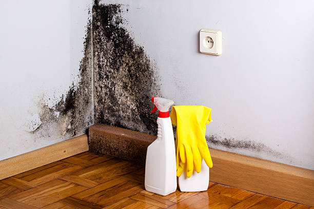 Best Mold Testing  in Hacienda Heights, CA