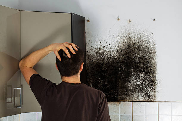 Best Mold Removal Company Near Me  in Hacienda Heights, CA