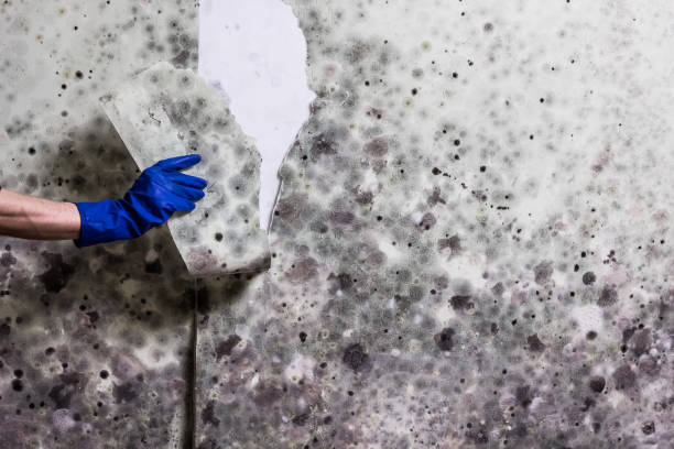 Best Mold Removal Specialists  in Hacienda Heights, CA