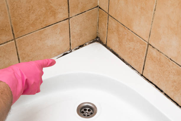 Best Fast Mold Removal  in Hacienda Heights, CA